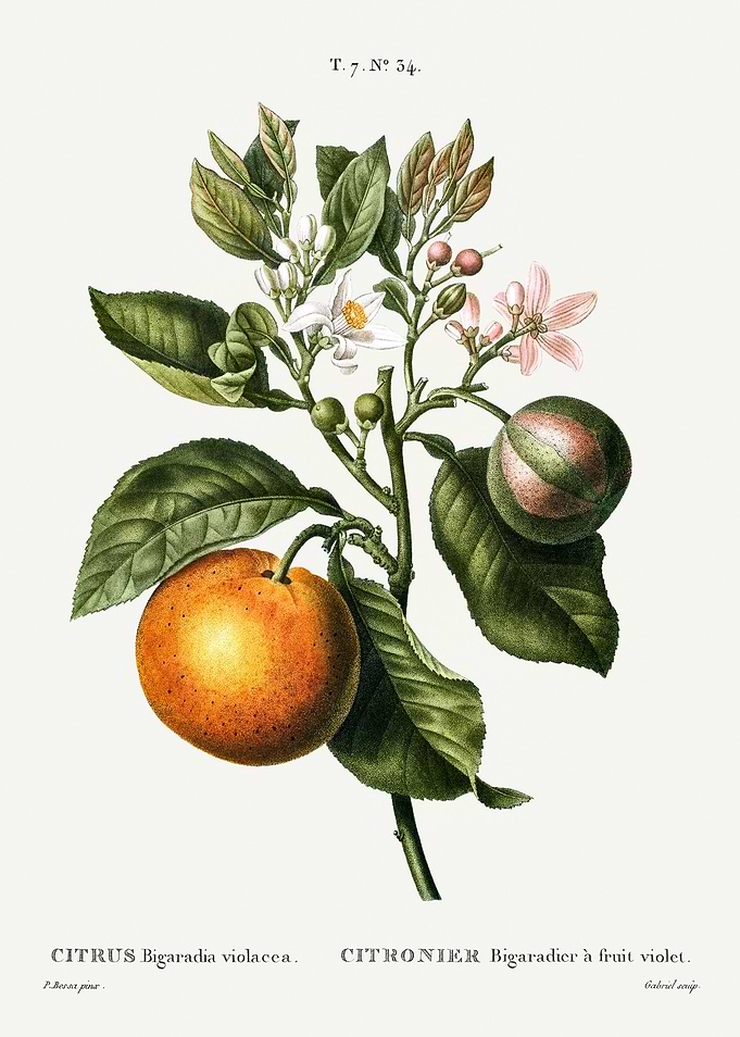 Traite Arbres 1819 HQ Orig