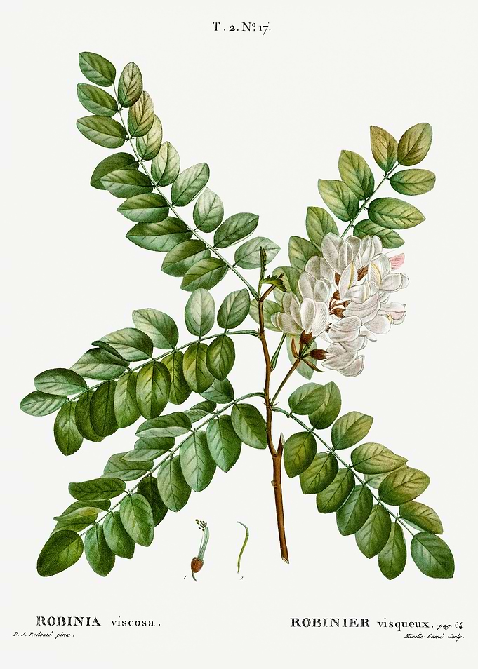 Traite Arbres 1819 HQ Orig