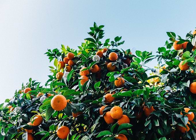 Orange Tree