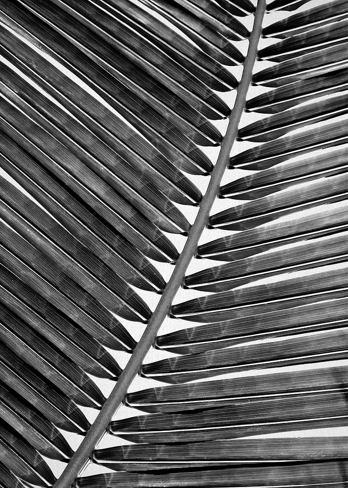 Palm Leaf 2 BW