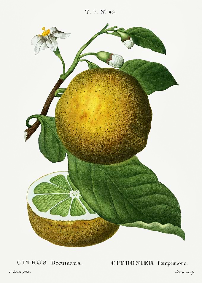 Traite Arbres 1819 HQ Orig