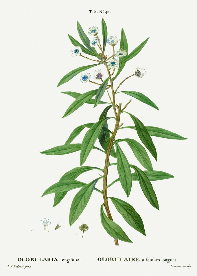 Traite Arbres 1819 HQ Orig