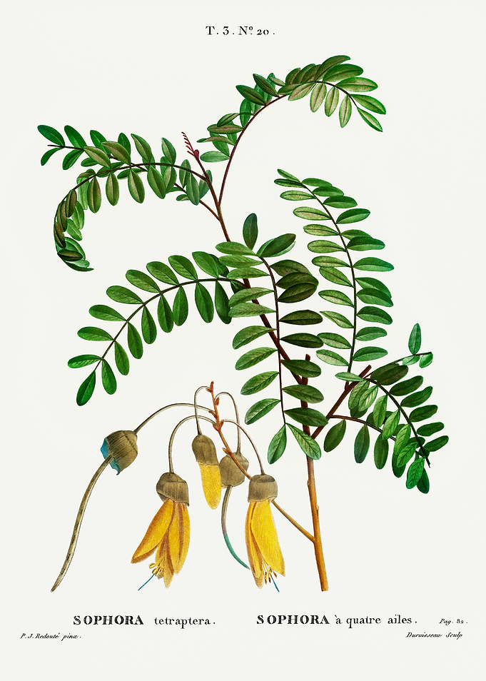 Traite Arbres 1819 HQ Orig