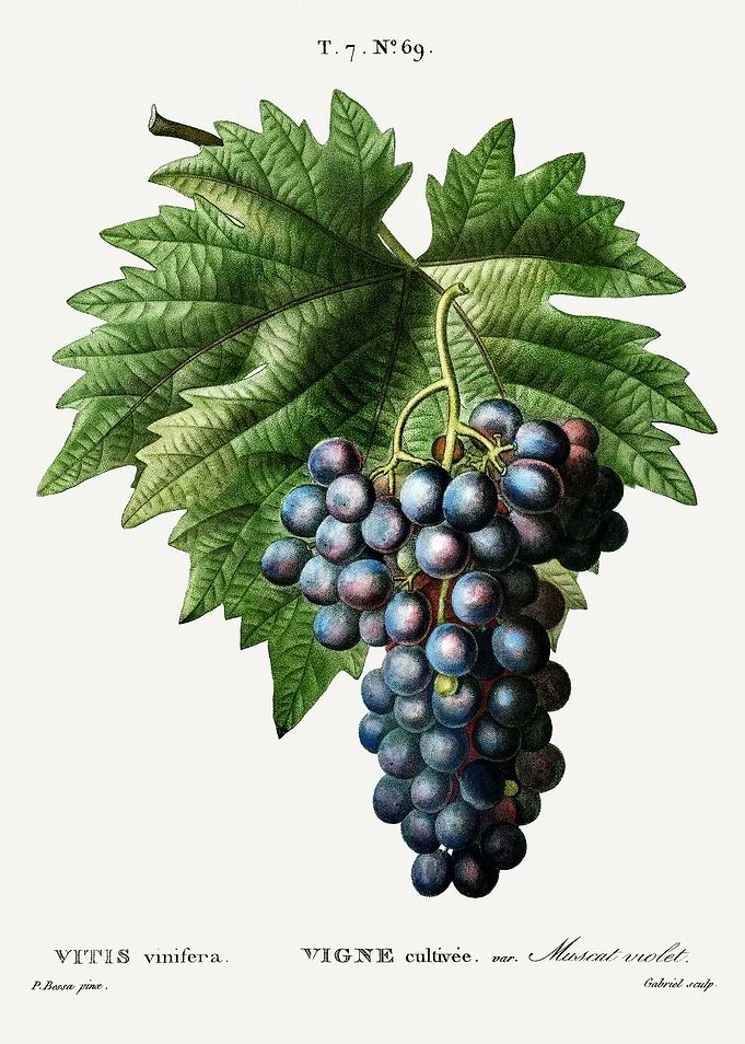 Traite Arbres 1819 HQ Orig