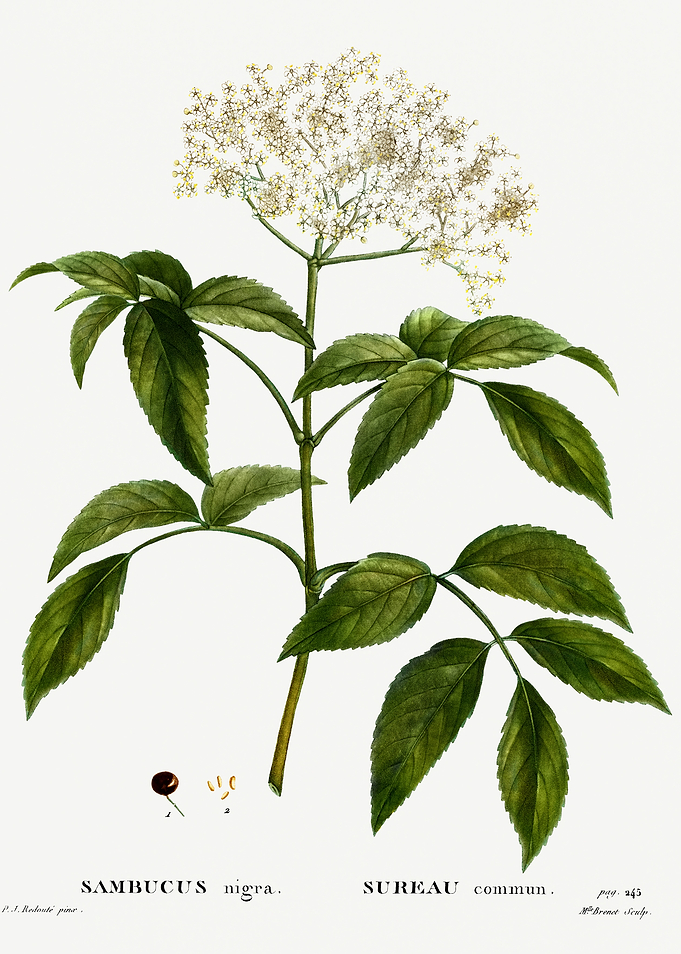 Traite Arbres 1819 HQ Orig
