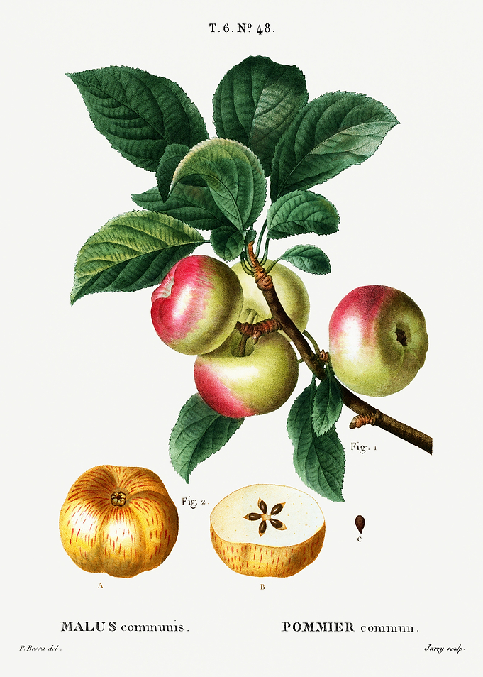 Traite Arbres 1819 HQ Orig