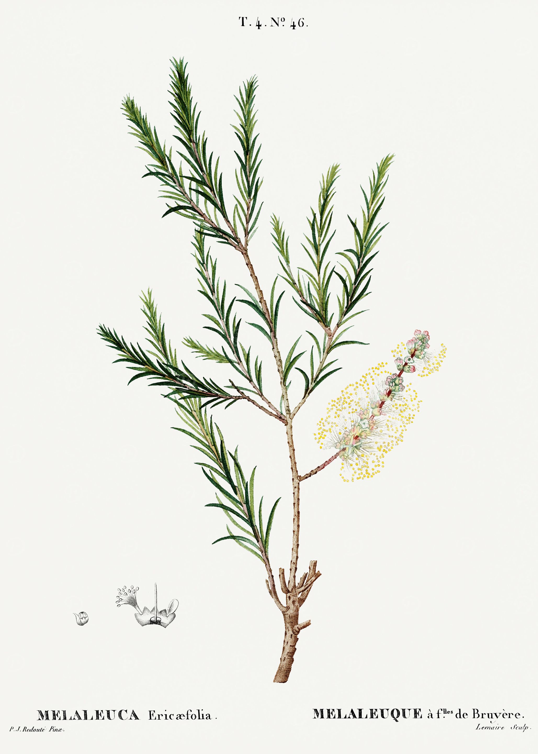 Traite Arbres 1819 HQ Orig
