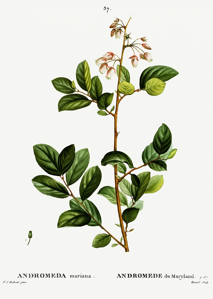 Traite Arbres 1819 HQ Orig