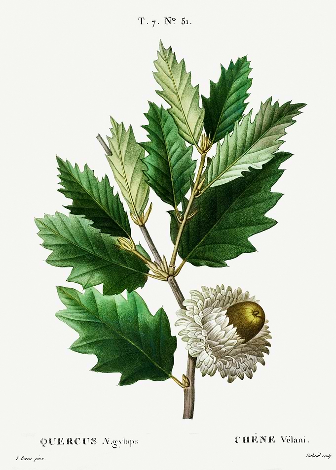 Traite Arbres 1819 HQ Orig