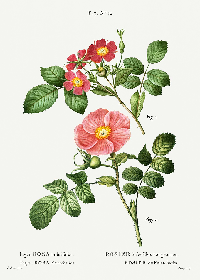 Traite Arbres 1819 HQ Orig