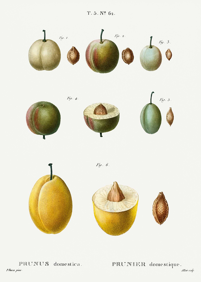 Traite Arbres 1819 HQ Orig