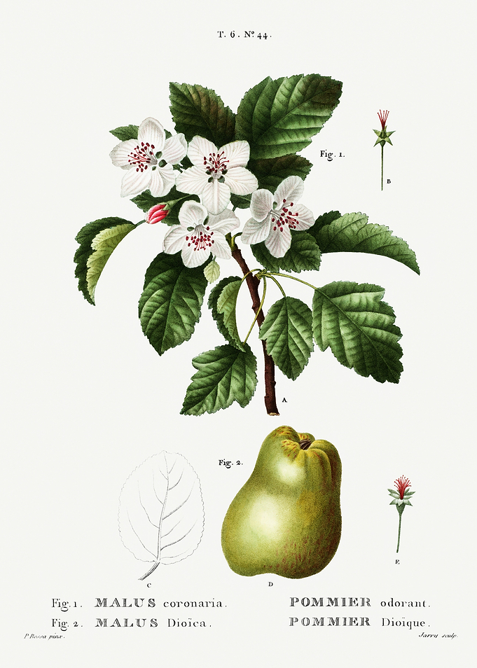 Traite Arbres 1819 HQ Orig