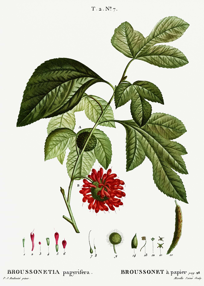 Traite Arbres 1819 HQ Orig