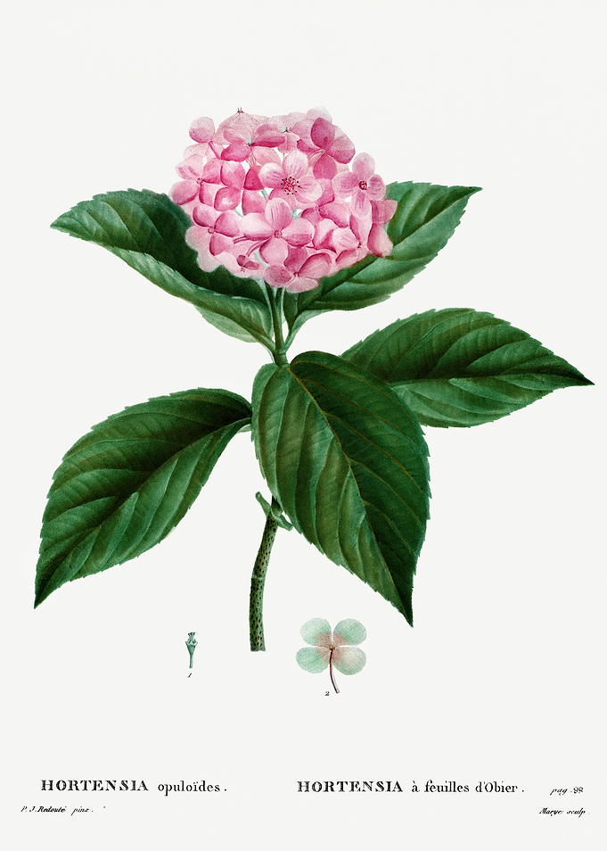 Traite Arbres 1819 HQ Orig