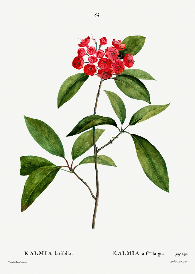 Traite Arbres 1819 HQ Orig