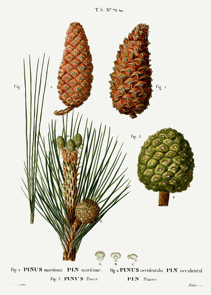 Traite Arbres 1819 HQ Orig