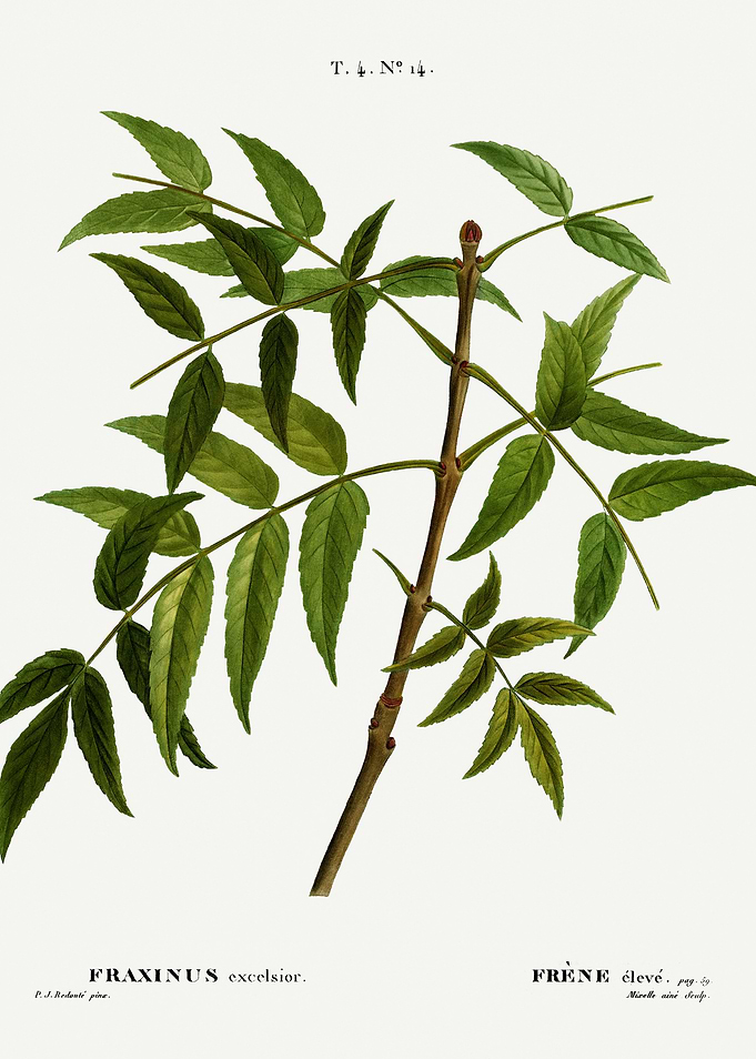 Traite Arbres 1819 HQ Orig