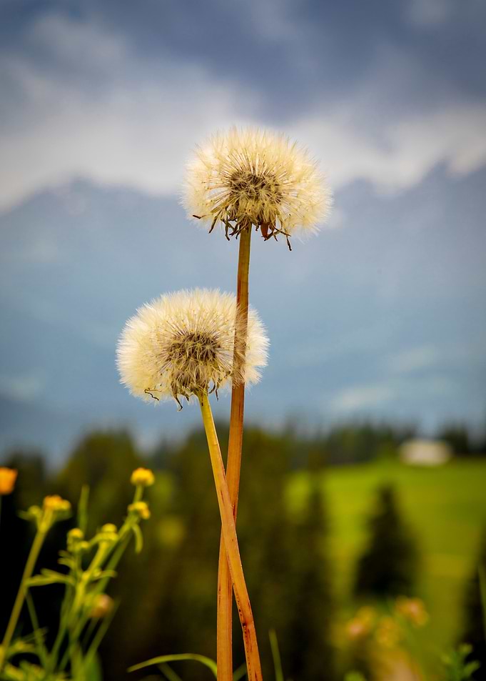 The dandelion flower