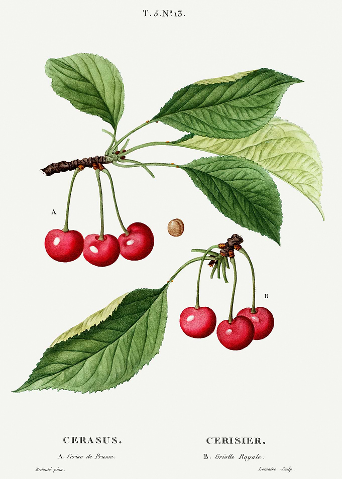 Traite Arbres 1819 HQ Orig