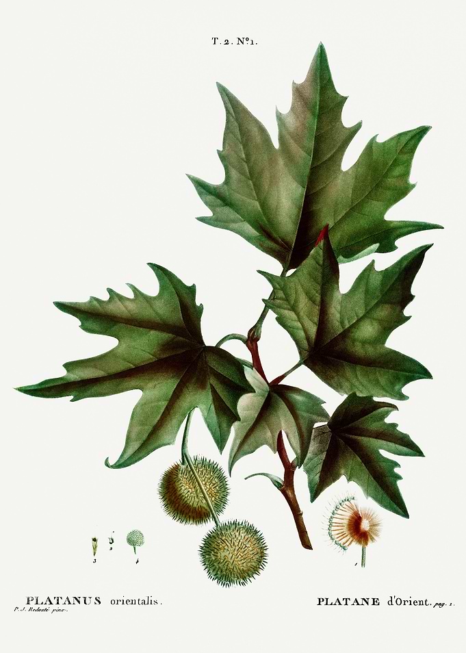 Traite Arbres 1819 HQ Orig