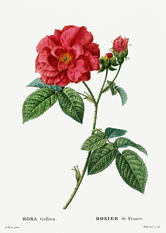 Traite Arbres 1819 HQ Orig