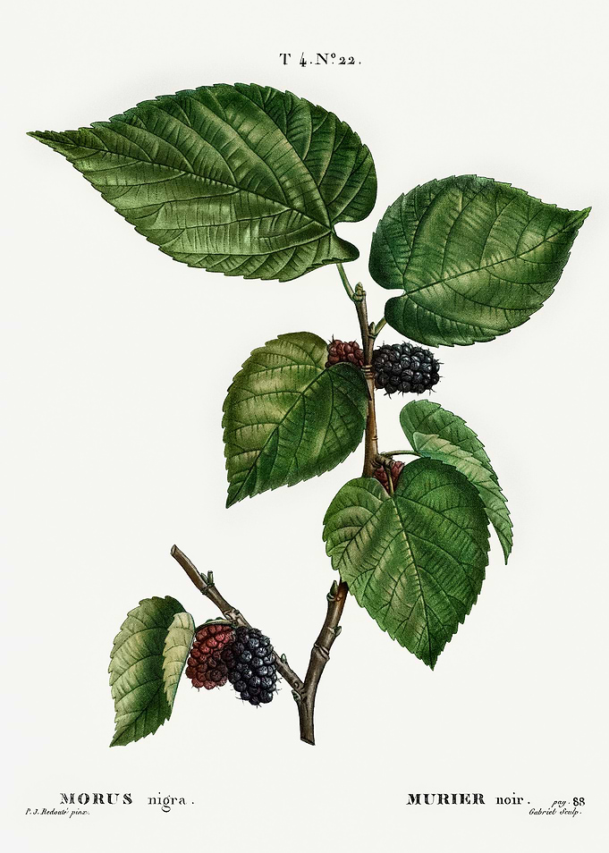 Traite Arbres 1819 HQ Orig