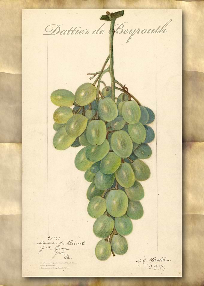 Vintage grapes watercolor