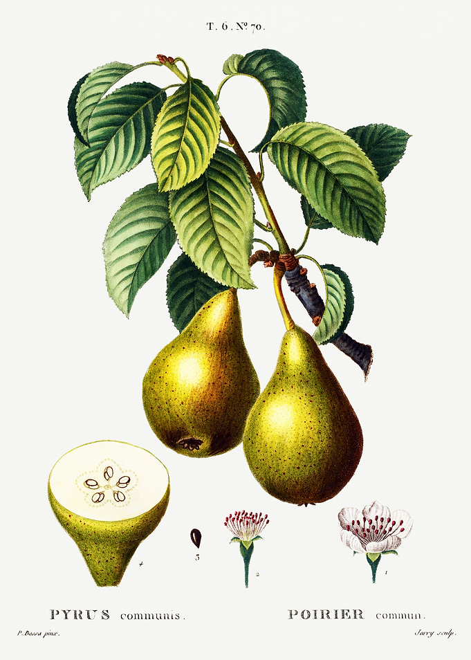 Traite Arbres 1819 HQ Orig