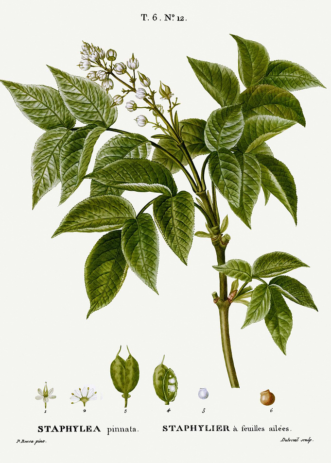 Traite Arbres 1819 HQ Orig