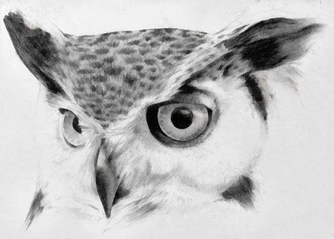 Owl 001