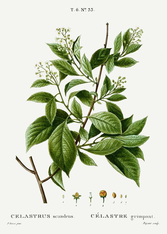 Traite Arbres 1819 HQ Orig