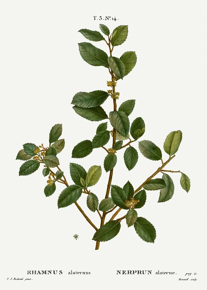 Traite Arbres 1819 HQ Orig
