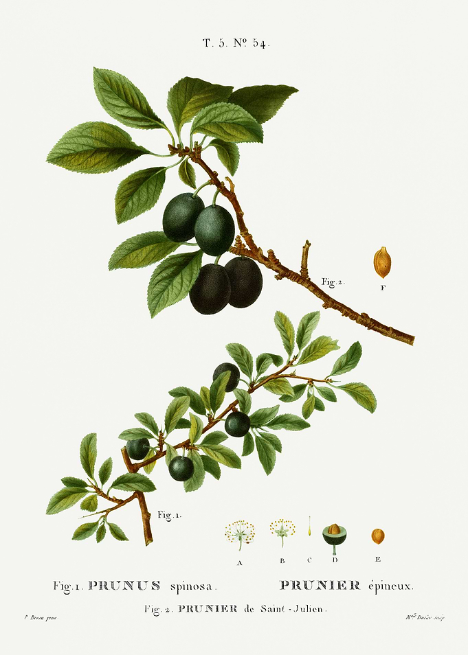 Traite Arbres 1819 HQ Orig