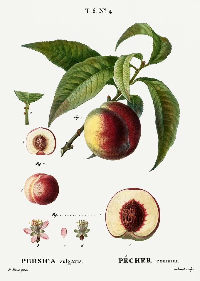 Traite Arbres 1819 HQ Orig