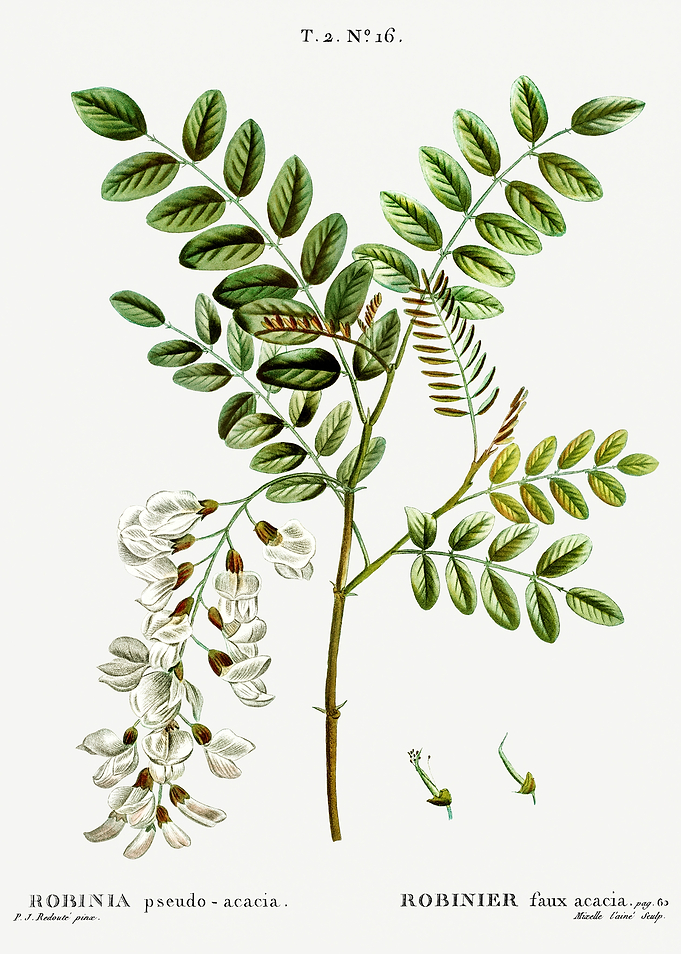 Traite Arbres 1819 HQ Orig