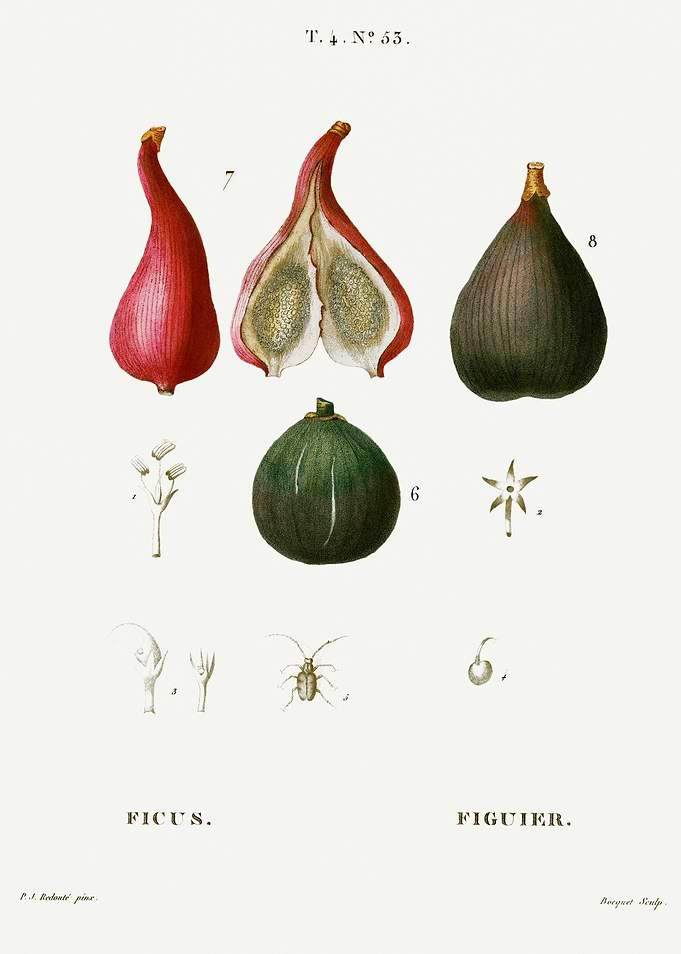 Traite Arbres 1819 HQ Orig