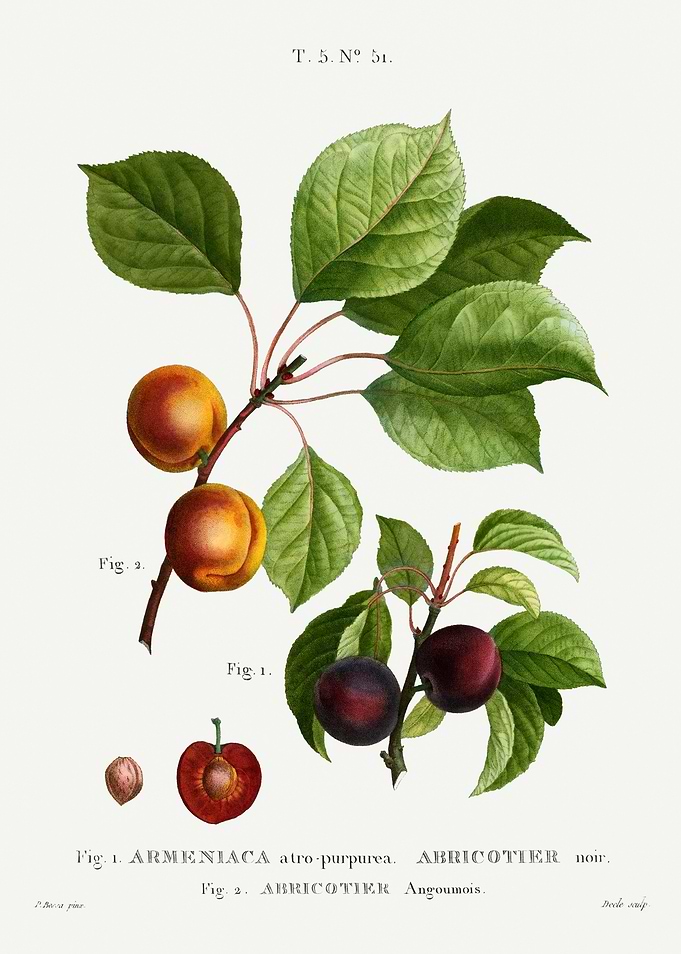 Traite Arbres 1819 HQ Orig
