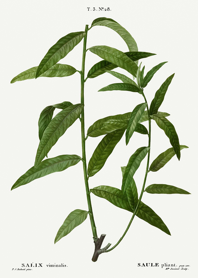 Traite Arbres 1819 HQ Orig