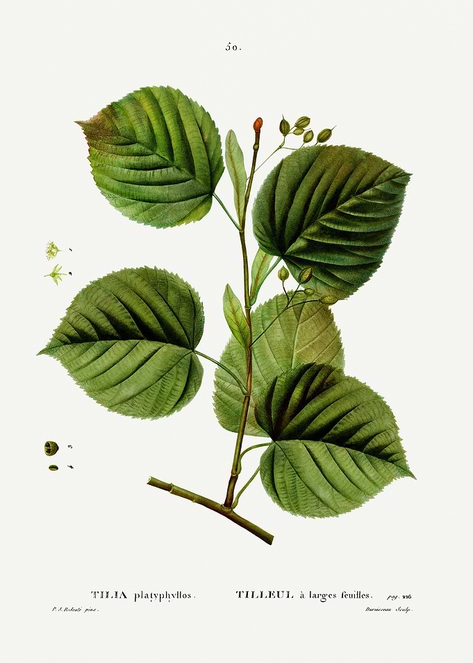 Traite Arbres 1819 HQ Orig