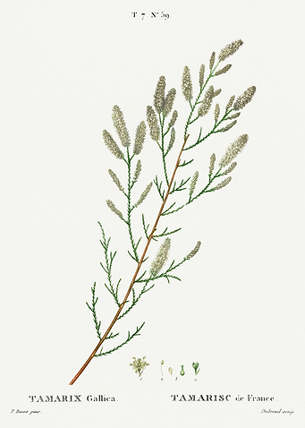 Traite Arbres 1819 HQ Orig