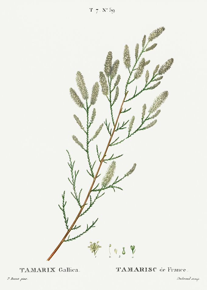 Traite Arbres 1819 HQ Orig