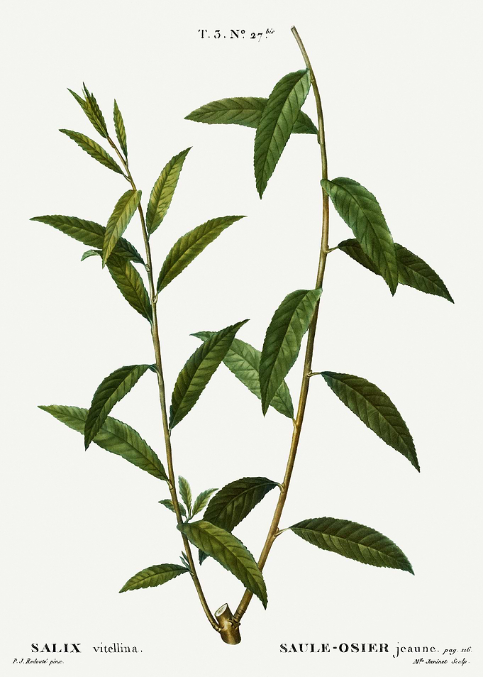 Traite Arbres 1819 HQ Orig