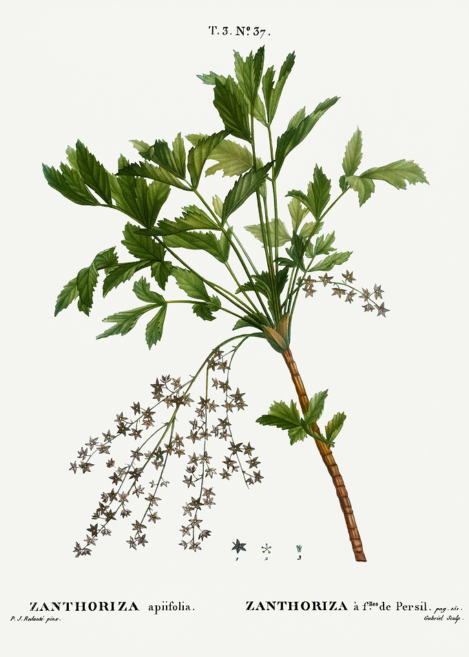 Traite Arbres 1819 HQ Orig