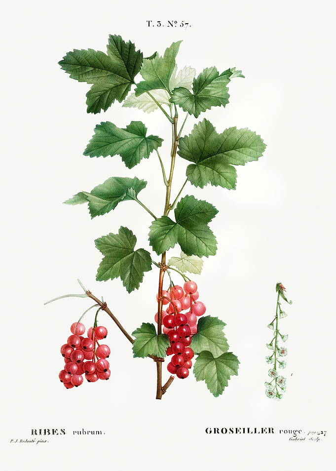Traite Arbres 1819 HQ Orig