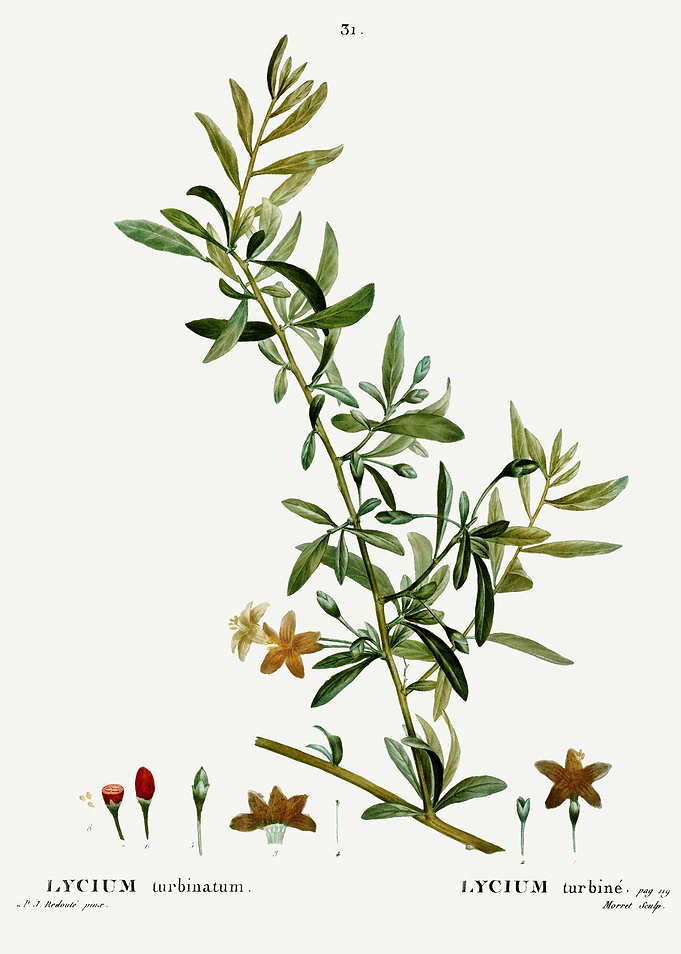 Traite Arbres 1819 HQ Orig