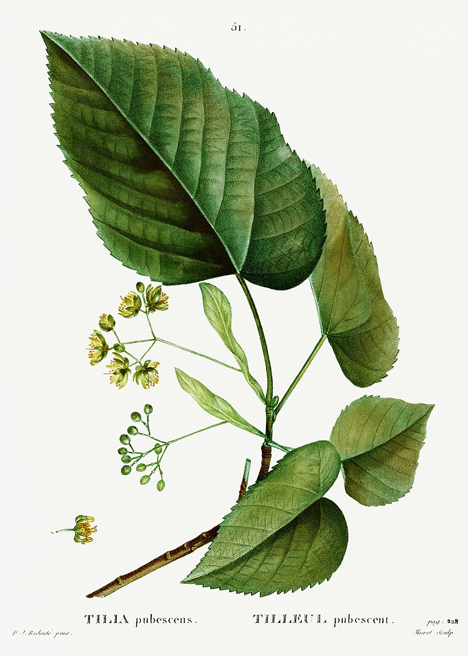 Traite Arbres 1819 HQ Orig