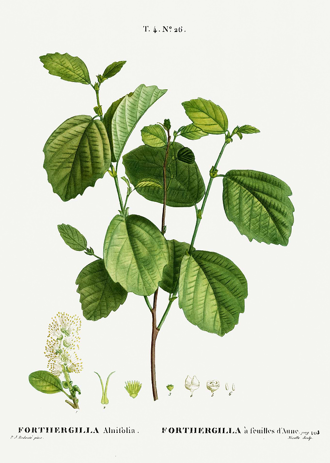 Traite Arbres 1819 HQ Orig