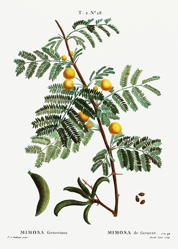 Traite Arbres 1819 HQ Orig