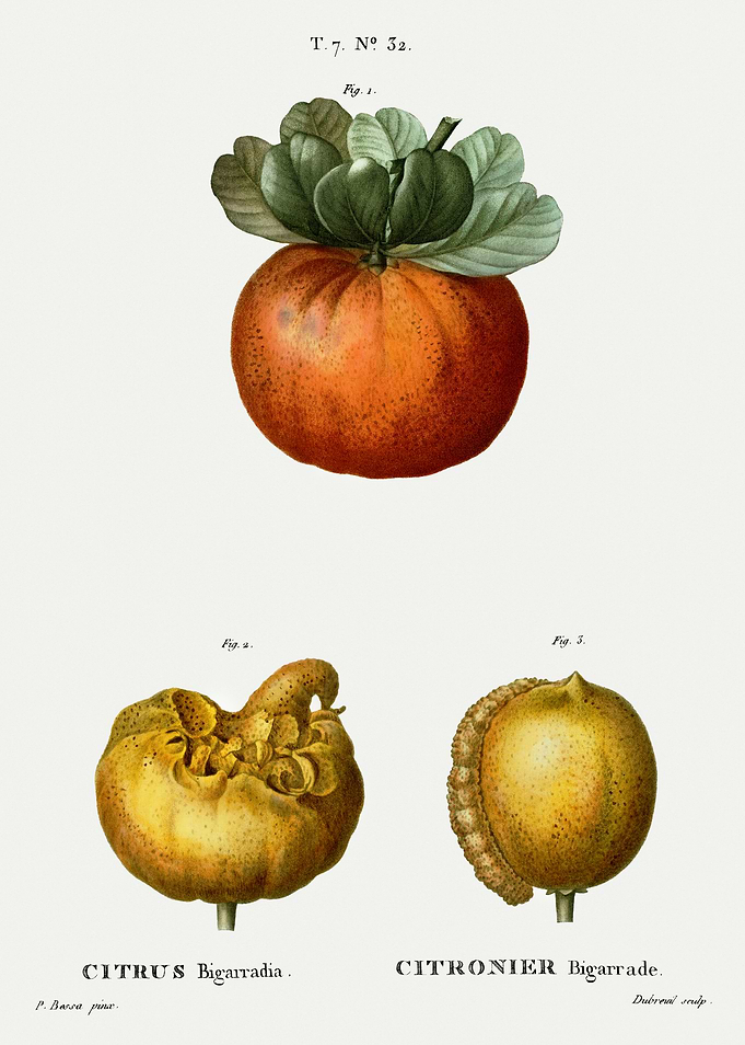 Traite Arbres 1819 HQ Orig