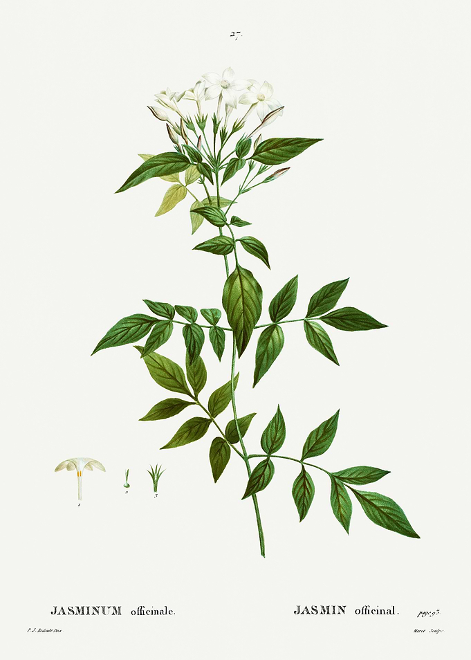 Traite Arbres 1819 HQ Orig